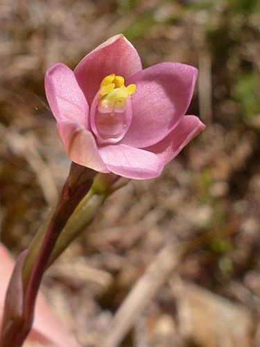 Thelymitra carnea orchid