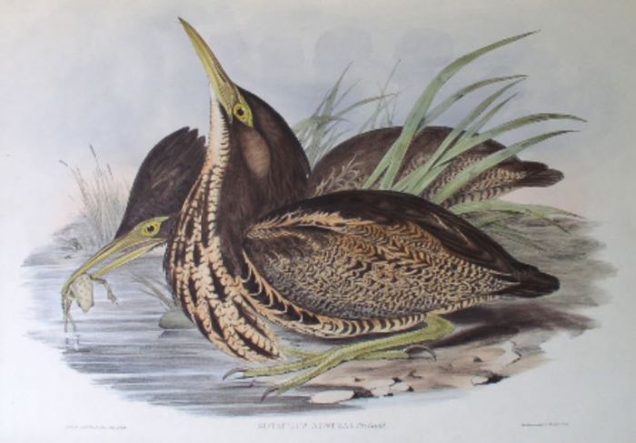 Hūrepo or Matuku, Australasian Bittern, (Botaurus poiciloptilus)