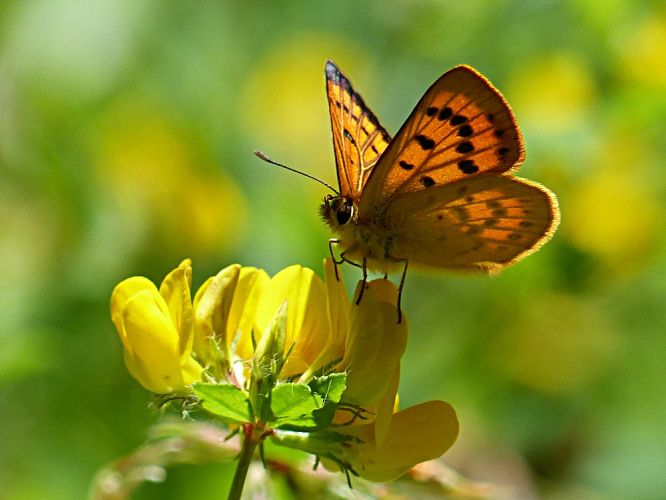 Copper Butterfly (Genus Lycaena)