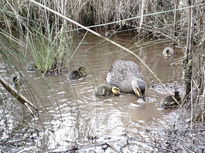 Young duck family feeding at edge of swamp