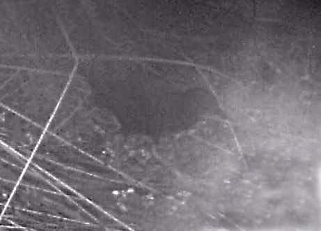 Spotless Crake moving past our trail camera in the night.